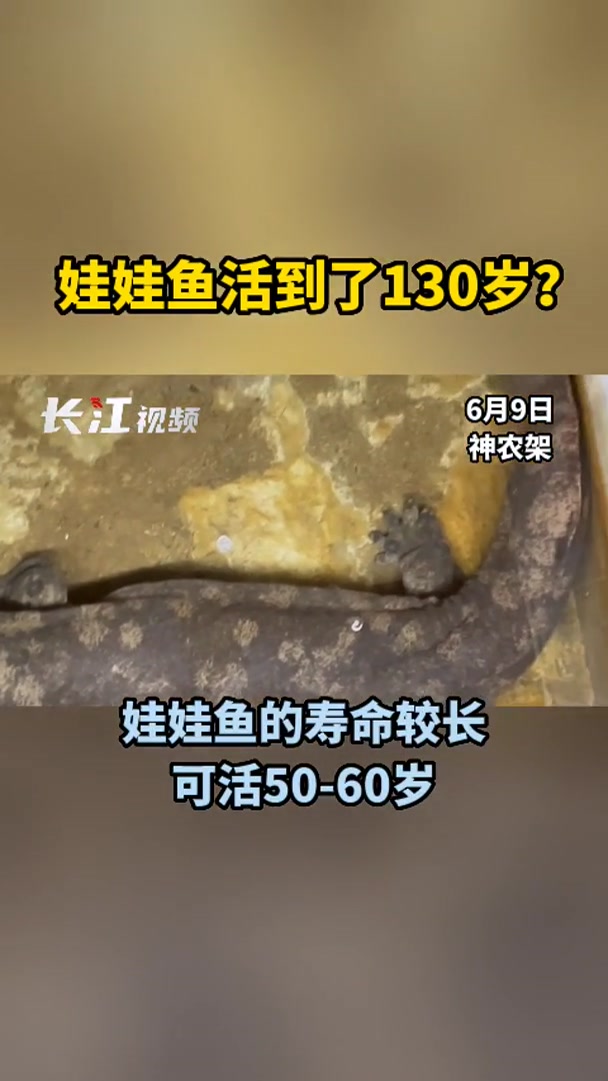 神农架所有水系都生活着娃娃鱼