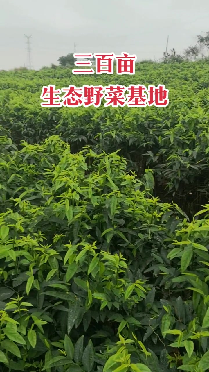 三百亩生态富硒野菜基地,益肝菜又名树仔菜,五指山野菜,珍稀的木本蔬菜,可全国接单了。新农人