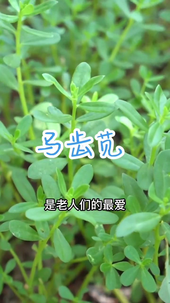 吃野菜啦!马齿苋又名长寿菜,五行草,清脆爽口,我们培育的新品种,全年可供货,天酸味。新农人