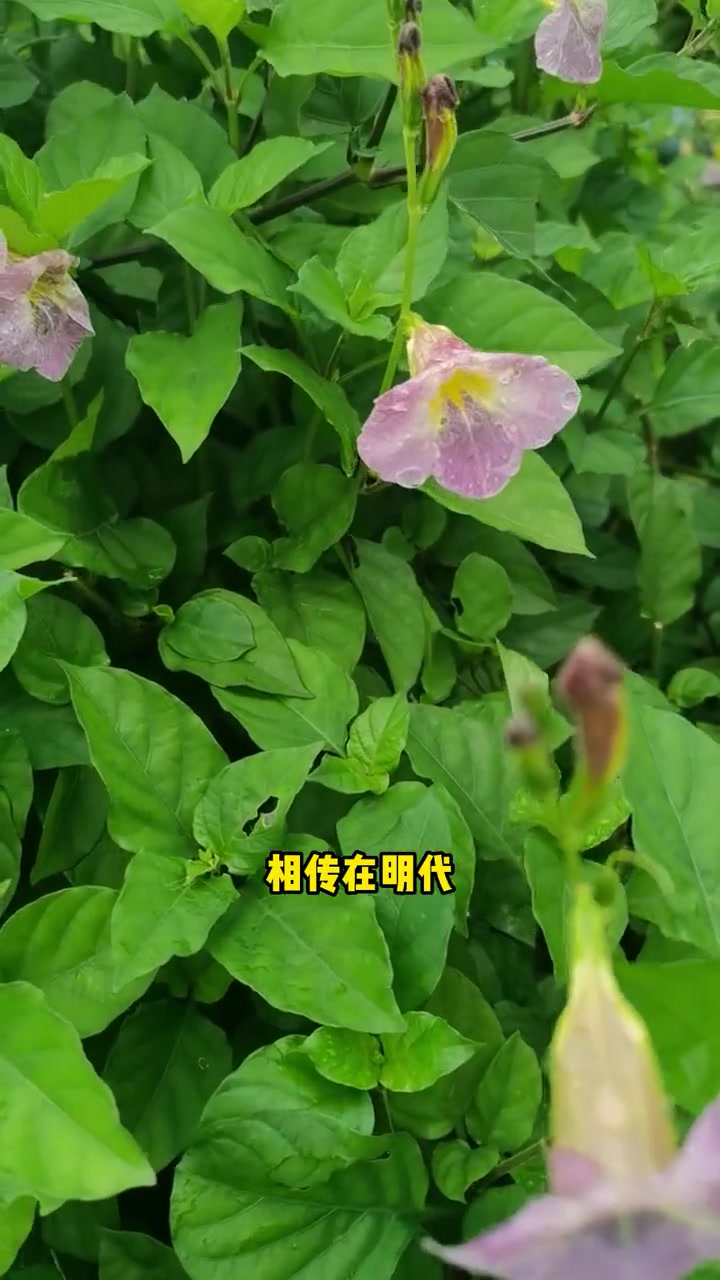 宽叶十万错,又名海南血通菜,全草入药,其叶、嫩茎和花可做野菜食用 药食两用 大自然的馈赠 