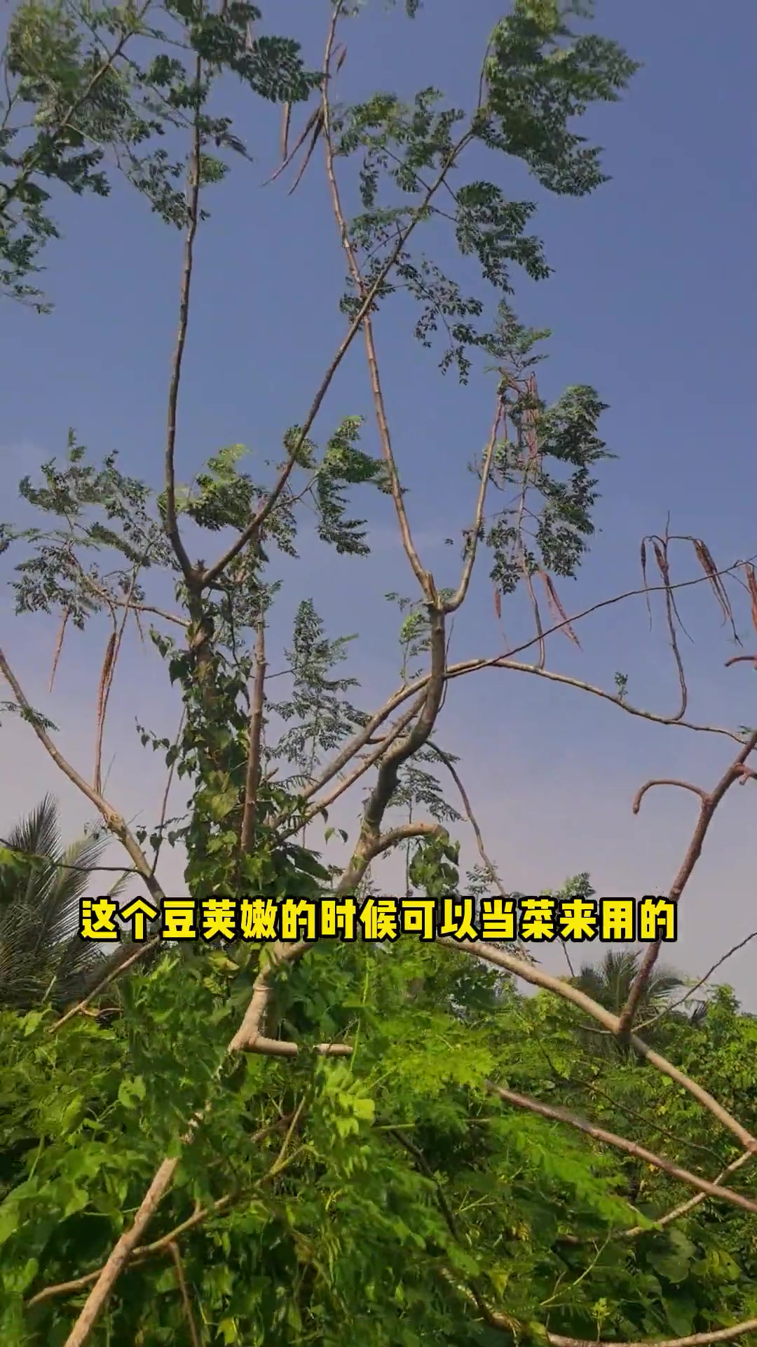 辣木树被称为“奇迹之树”,其叶子、花、嫩豆荚、辣木籽均可直接食用;用其嫩根磨成的粉,是制作