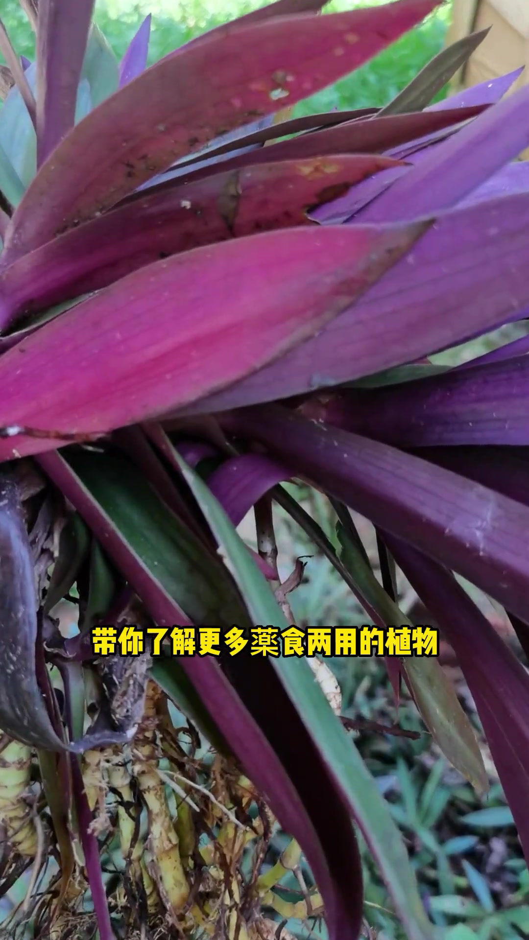 作为观赏植物的紫背万年青,可以吸附有害气体,有着净化空气的作用,还是一味薬草哟 新农人计划