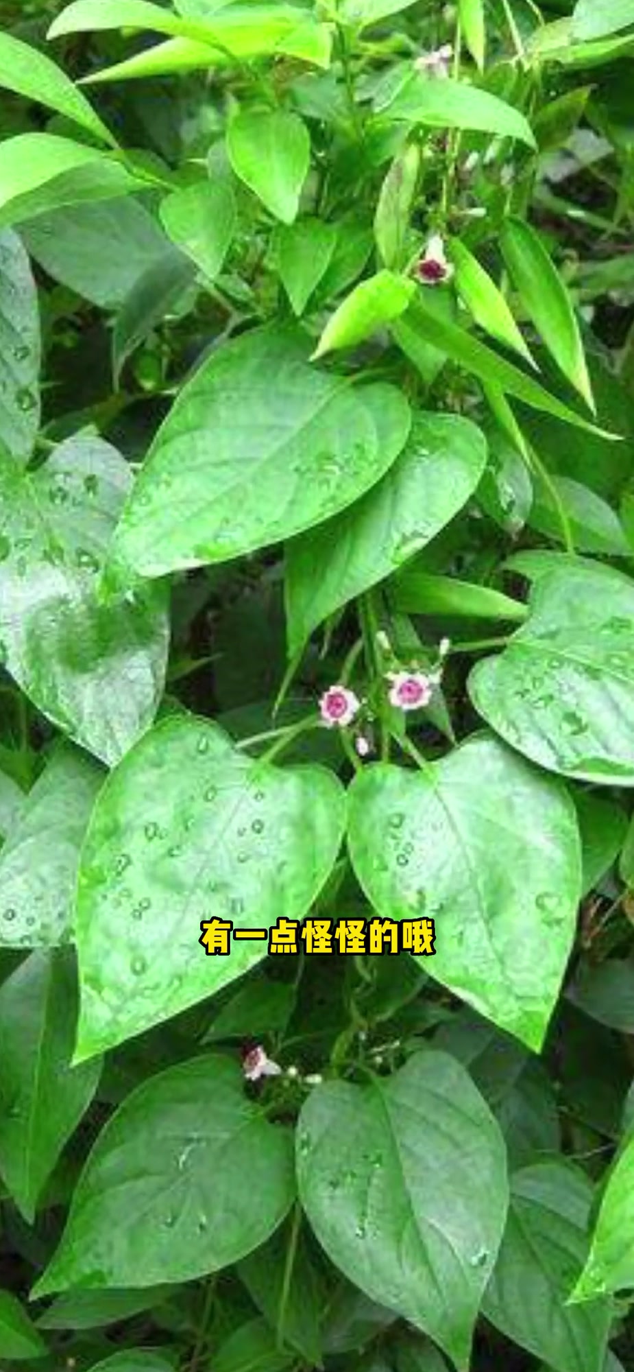 第21集|鸡屎藤,在海南可以做成各种美食,你吃过吗?新农人计划2022 大自然的馈赠 野菜