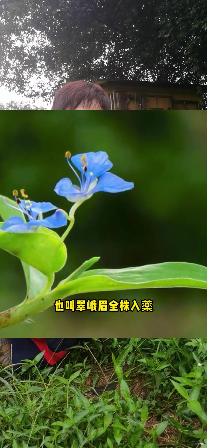 第16集|开花像蝴蝶的野草,不仅好看还好吃,它就是薬食两用的竹节菜 新农人计划2022农村