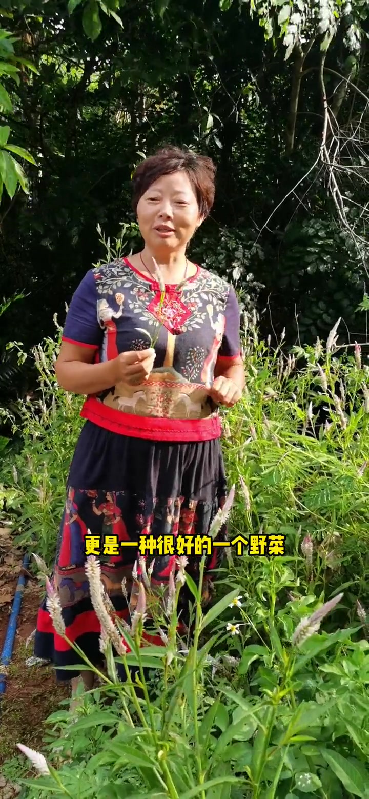 第10集|青葙,别名 草蒿、萋蒿、昆仑草、野鸡冠、鸡冠苋、狼尾巴,种子叫青葙子,是一味中薬