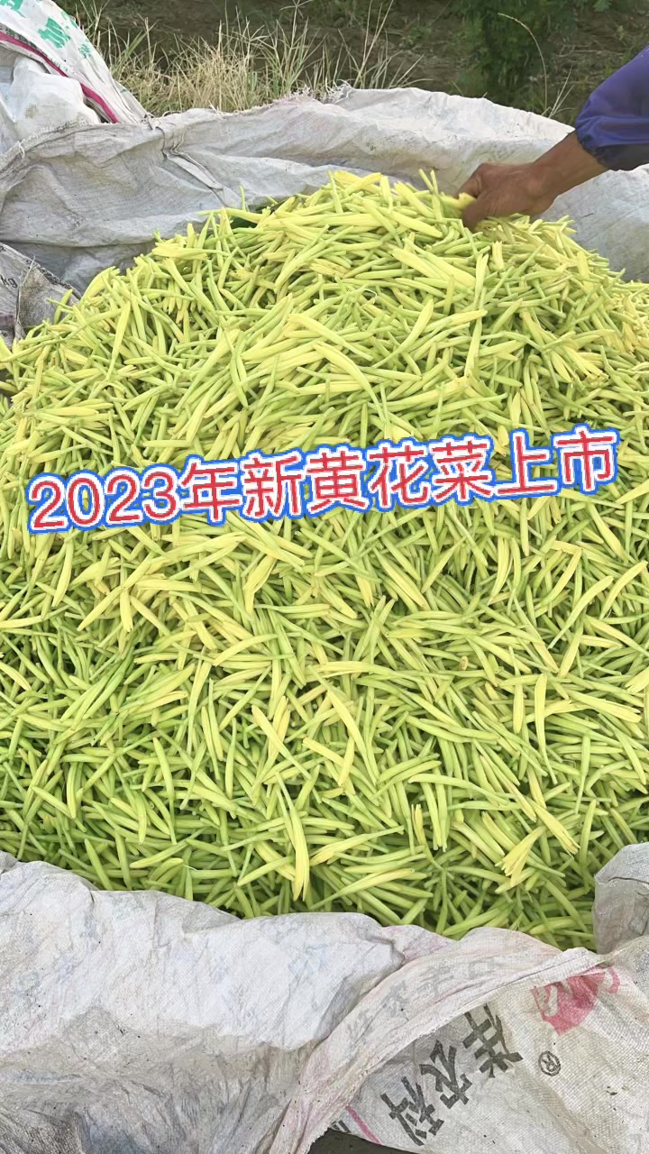 2023年新黄花菜上市