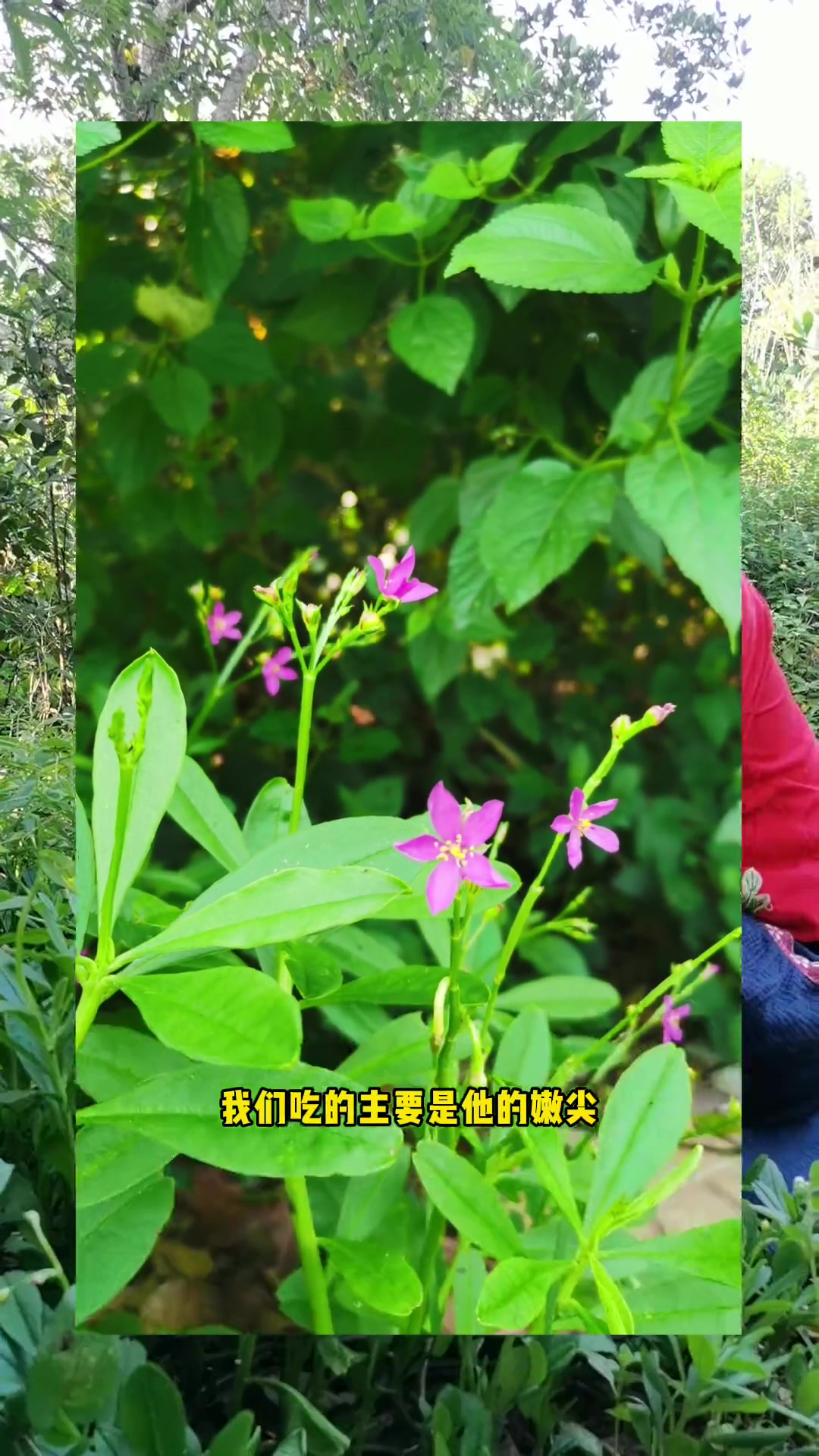 南方有野蔬 可看又可吃 学名人参菜 又叫土人参 嫩芽来蘸酱 根茎可煲汤 农村生活 野菜美食
