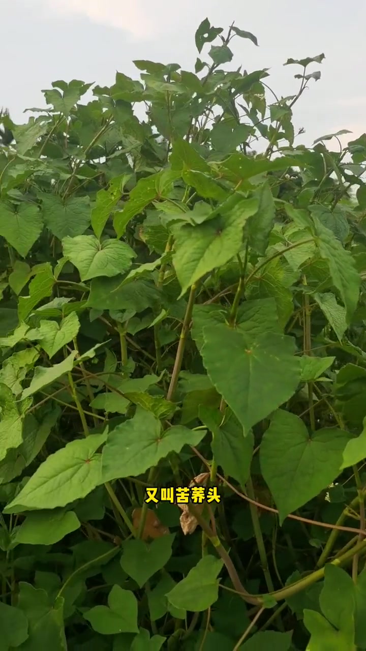 野荞麦 开金锁 配伍灯笼草、筋骨草等同用 隔水炖汁纯天然 美食野菜 新人农人计划2022 