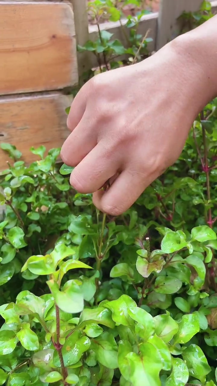 第4集|台湾枸杞营养、好看、好吃,好活,做个嫩叶瘦肉汤,清炒或白灼都很滑嫩可口。海南野菜 