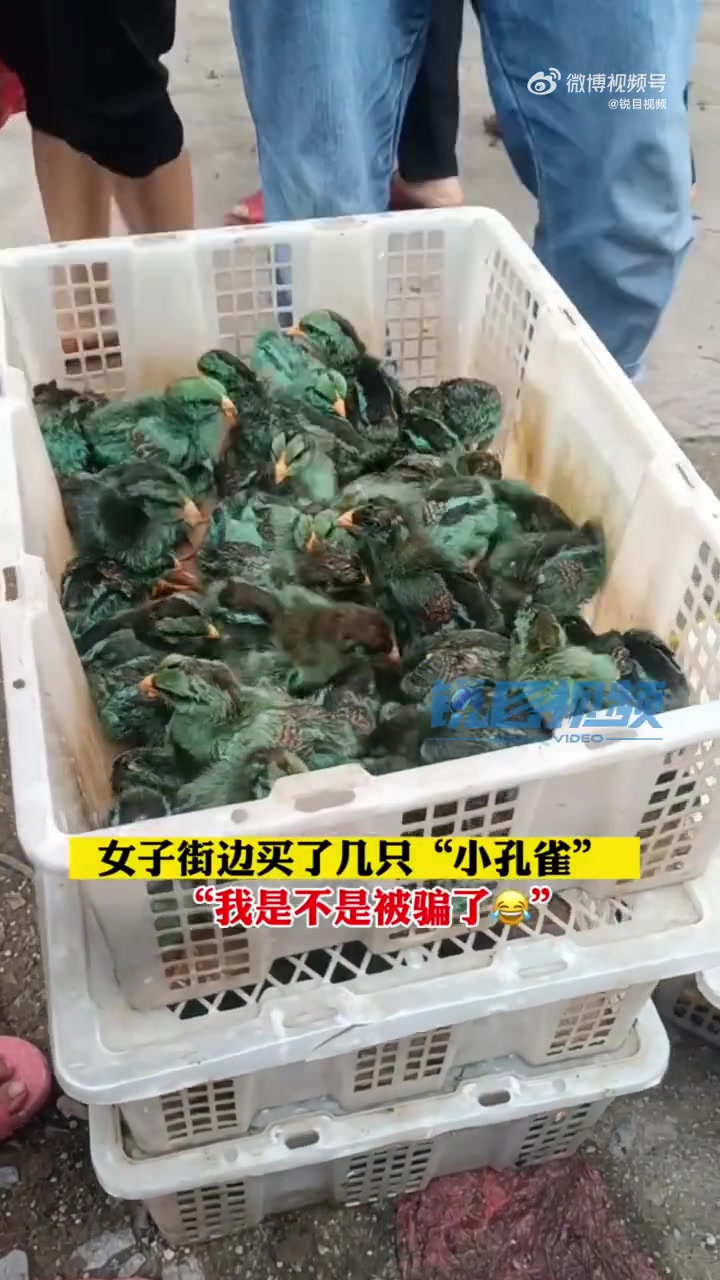 「女子街头买小孔雀竟是染色小鸡仔」6月13日,广西贵港。女子在街头遇到摊贩卖孔雀仔,价格是