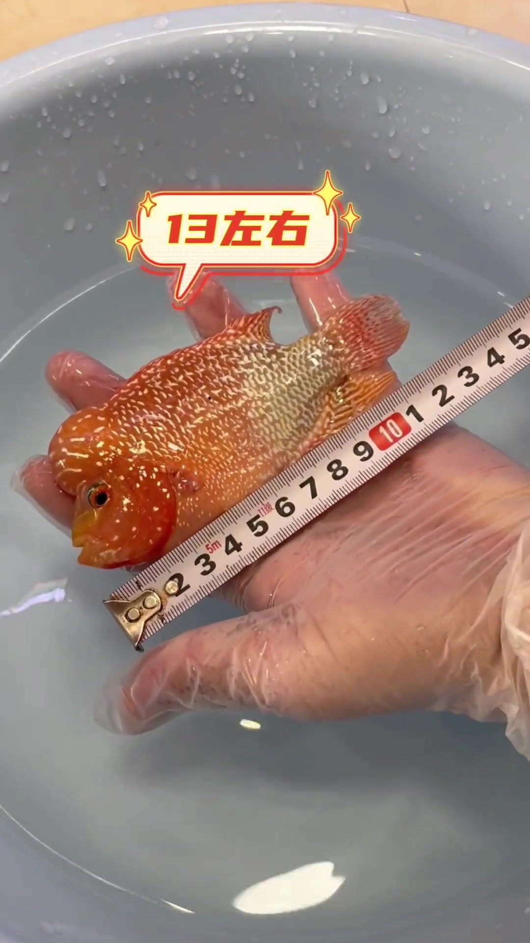 小火凤罗汉的尾鳍竟然弯了看我如何“辣手摧花” 养鱼日记 热带鱼 水族 罗汉鱼 观赏鱼