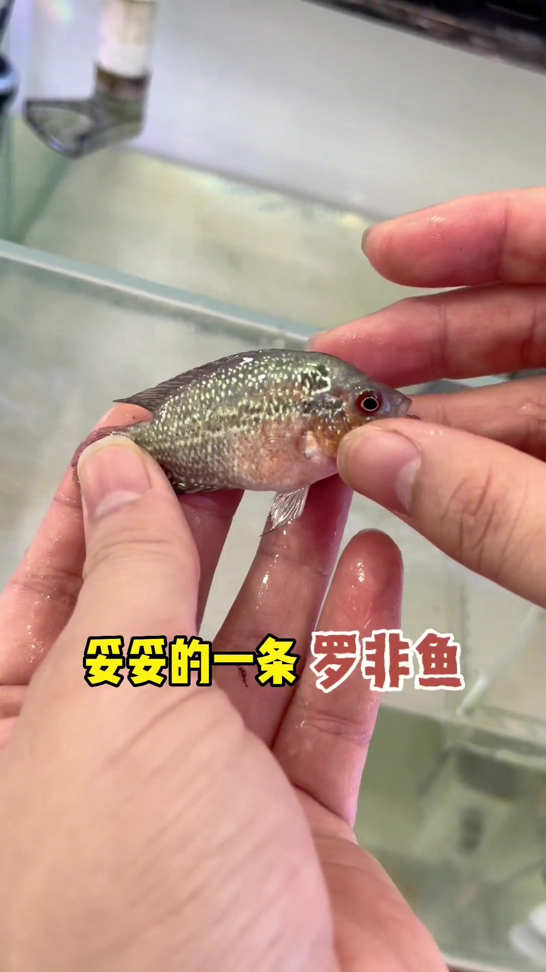 罗汉鱼群养的必经之路,留下的就胜出了 观赏鱼 养鱼日记 水族 罗汉鱼 鱼缸