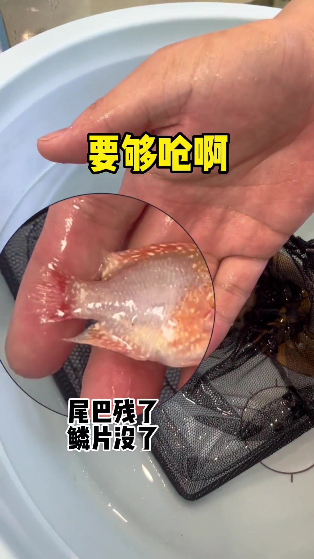 罗汉鱼老六因为长得好看,竟然会被欺负成这样 养鱼日记 观赏鱼 热带鱼 水族 罗汉鱼