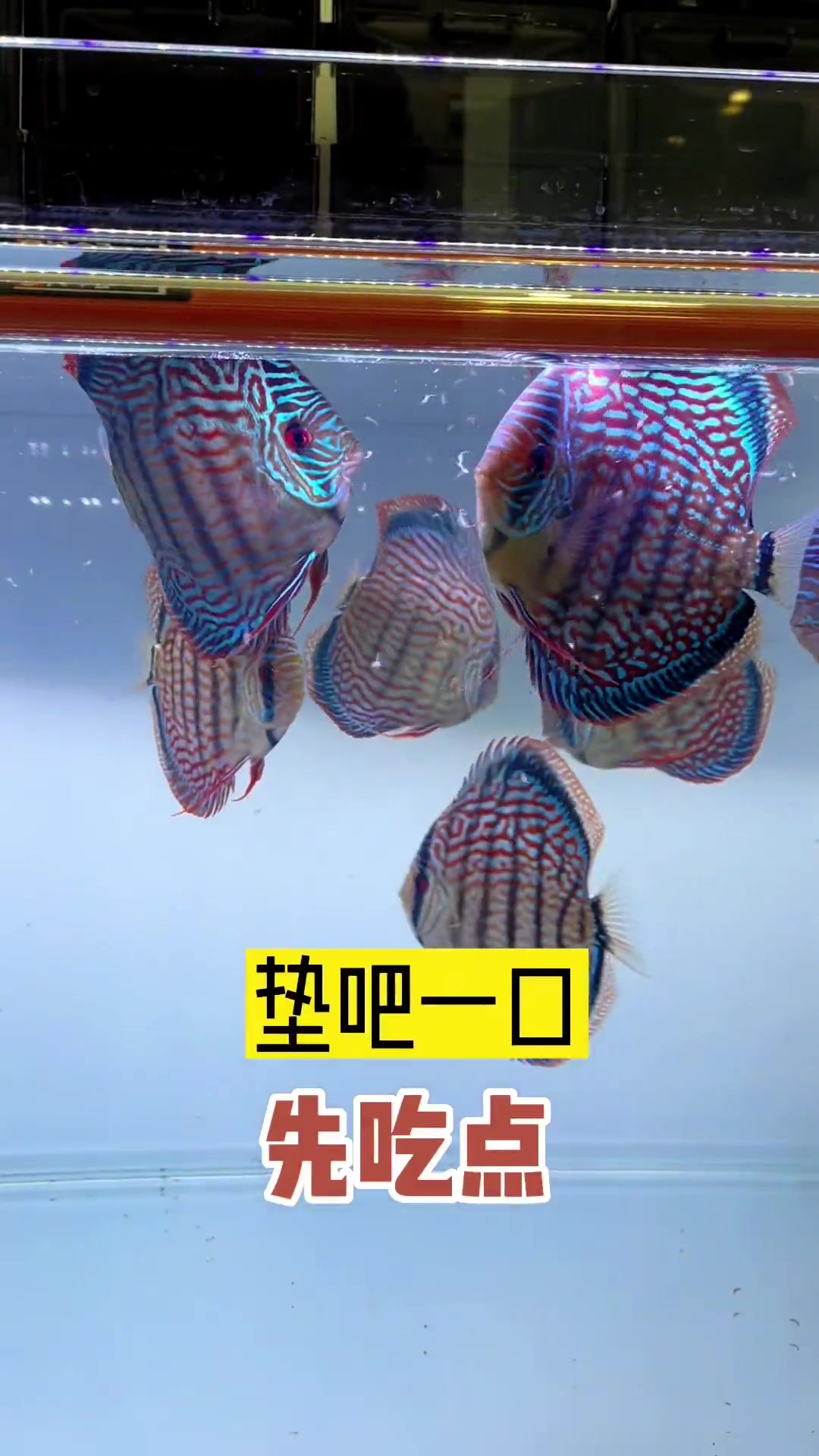 圆咕隆咚的七彩神仙鱼竟然是吃这个长大的……可真不错 养鱼日记 观赏鱼 七彩神仙鱼 丰年虾 