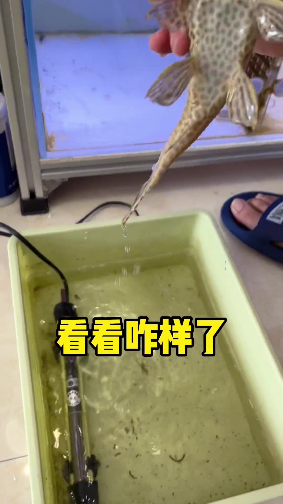 墩儿的小兄弟清道夫(挨揍的)终于可以回家了,还接受了一顿沐浴 养鱼日记 水族 观赏鱼 清道