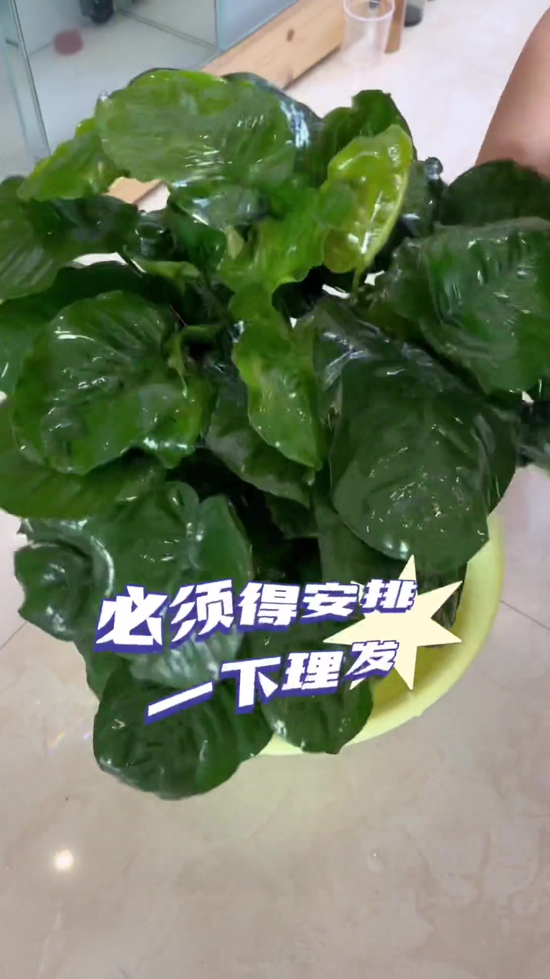 七彩神仙鱼里的大绿箩长发飘飘了,托尼“好玩”老师亲自上线,理发效果甚是满意 养鱼日记 观赏