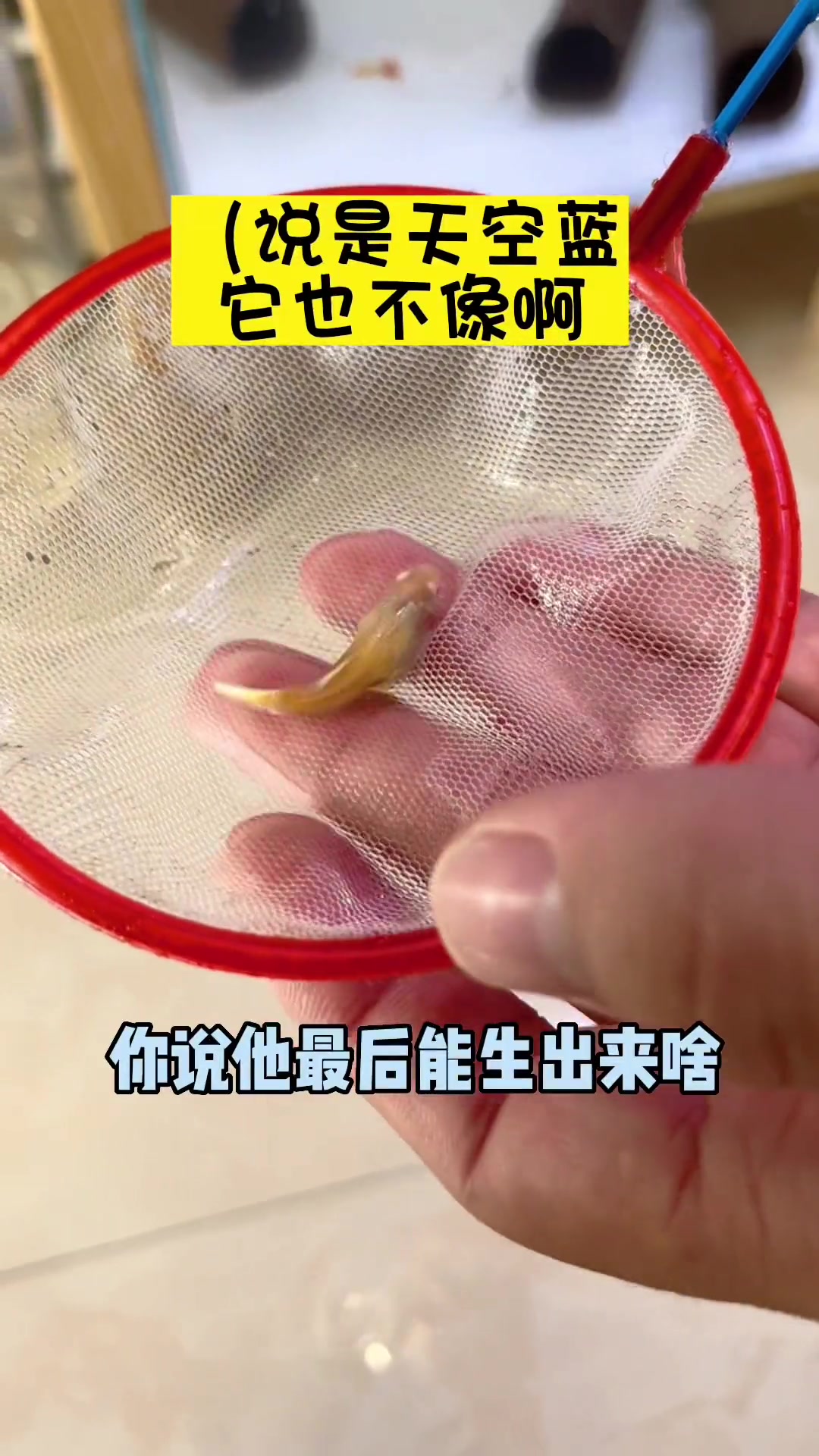 一堆鸿运当头孔雀鱼里边掺杂了一只其他品种,竟然意想不到的怀孕了期待一下生出来个啥品种吧 观