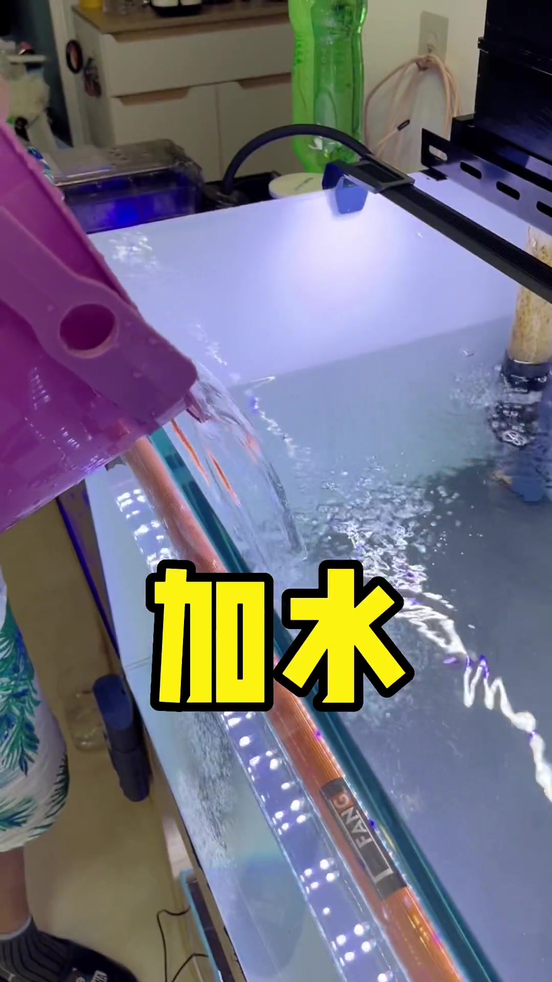 第5集|七彩检疫视频来了,不知道如何做的可以参考一下哦 养鱼日记 观赏鱼 水族 七彩神仙鱼