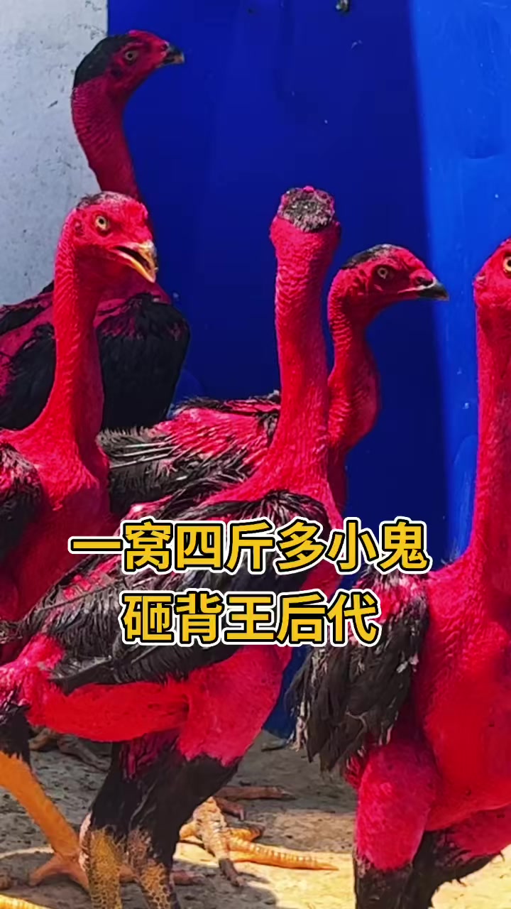 一窝四斤左右的鬼子斗鸡