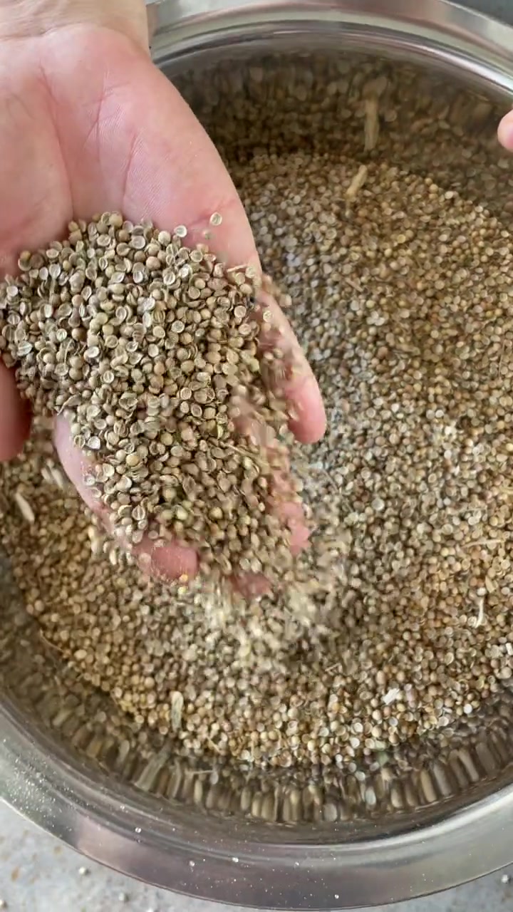 香菜种子就应该这样种
