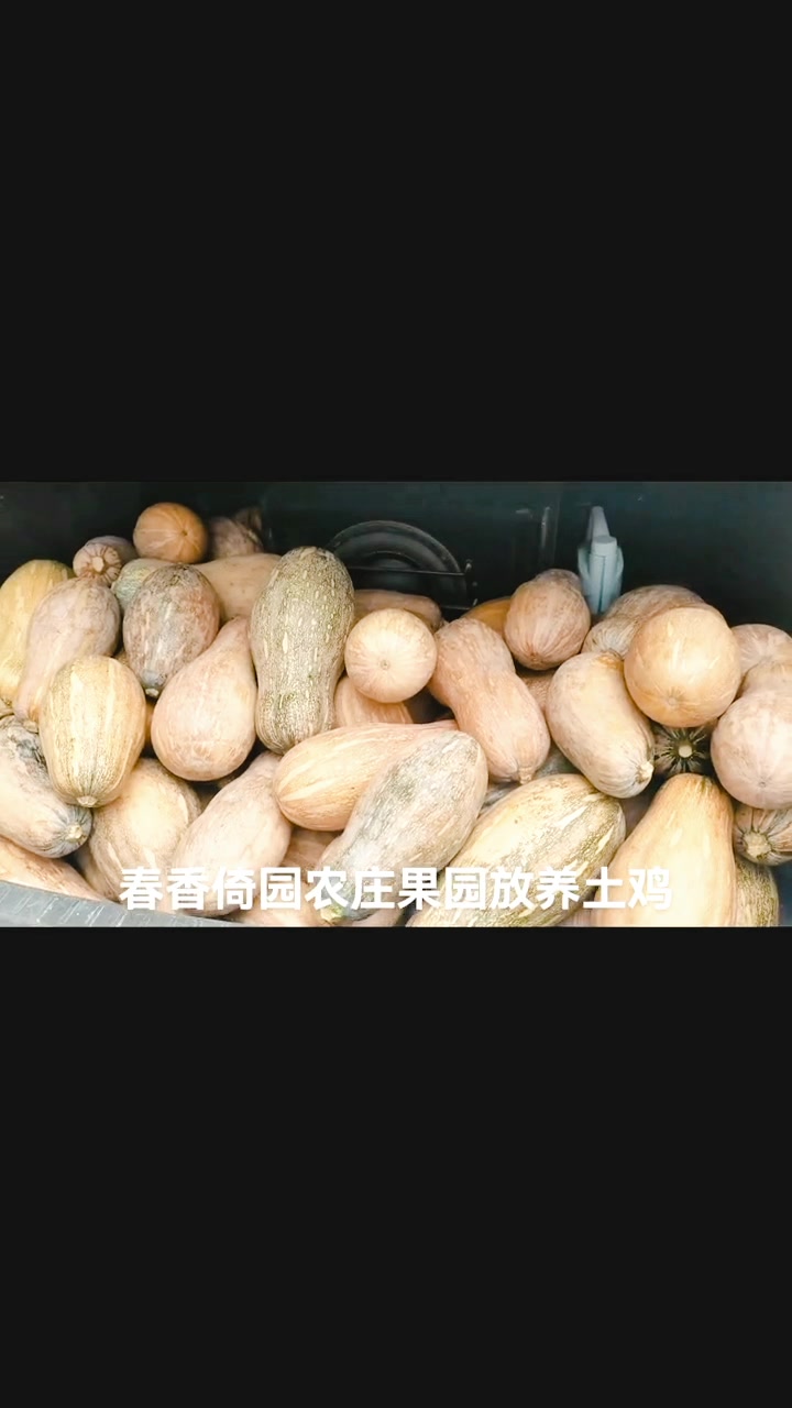 乡村果园放养土鸡