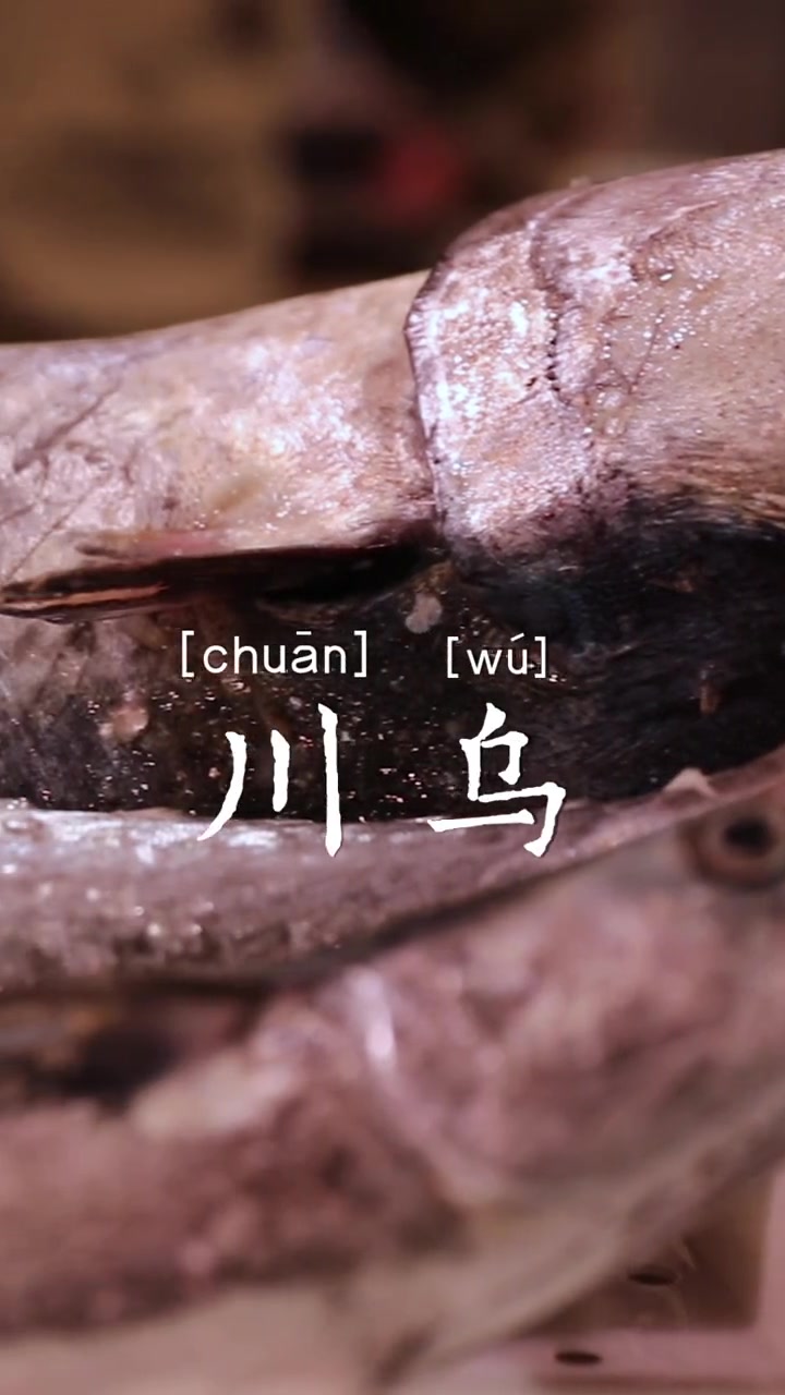 “鰆鯃”:好鱼知时节,当春洄游来,是时候该吃川乌啦!舌尖上的美食 人间美味