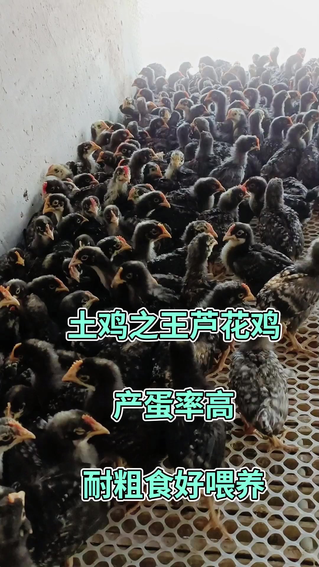 土鸡之王芦花鸡,产蛋率高,耐粗食好喂养