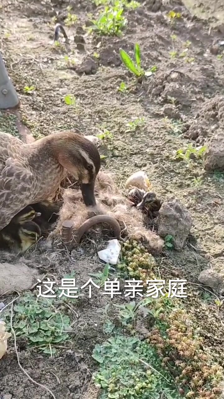 发现一窝野鸭子,真漂亮
