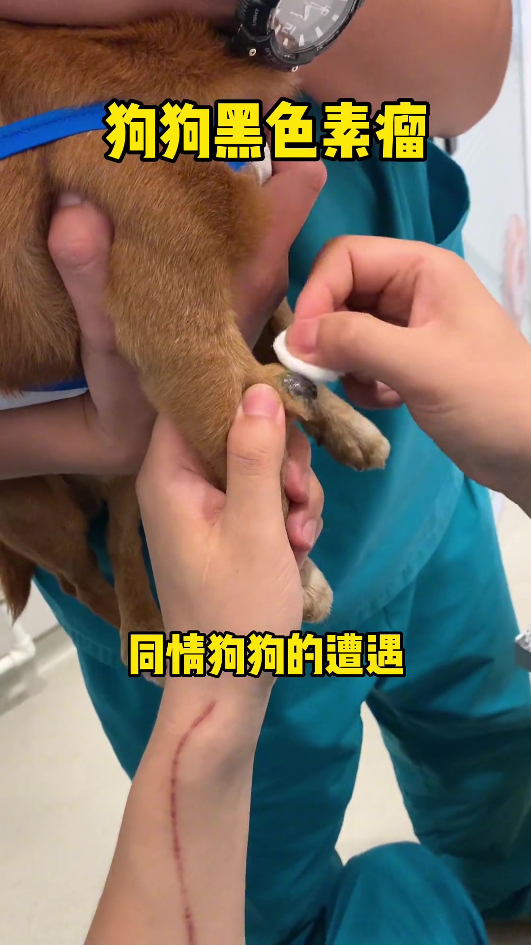 狗狗腿上长了个黑疙瘩