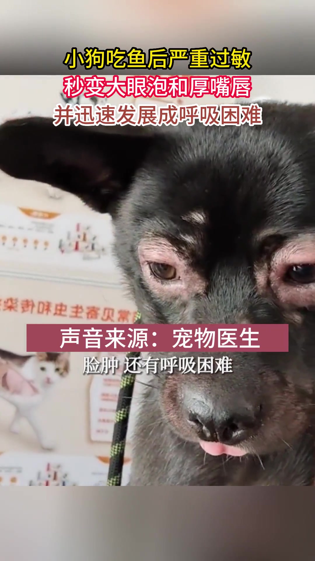 小狗吃鱼后严重过敏 秒变大眼泡和厚嘴唇 并迅速发展成呼吸困难