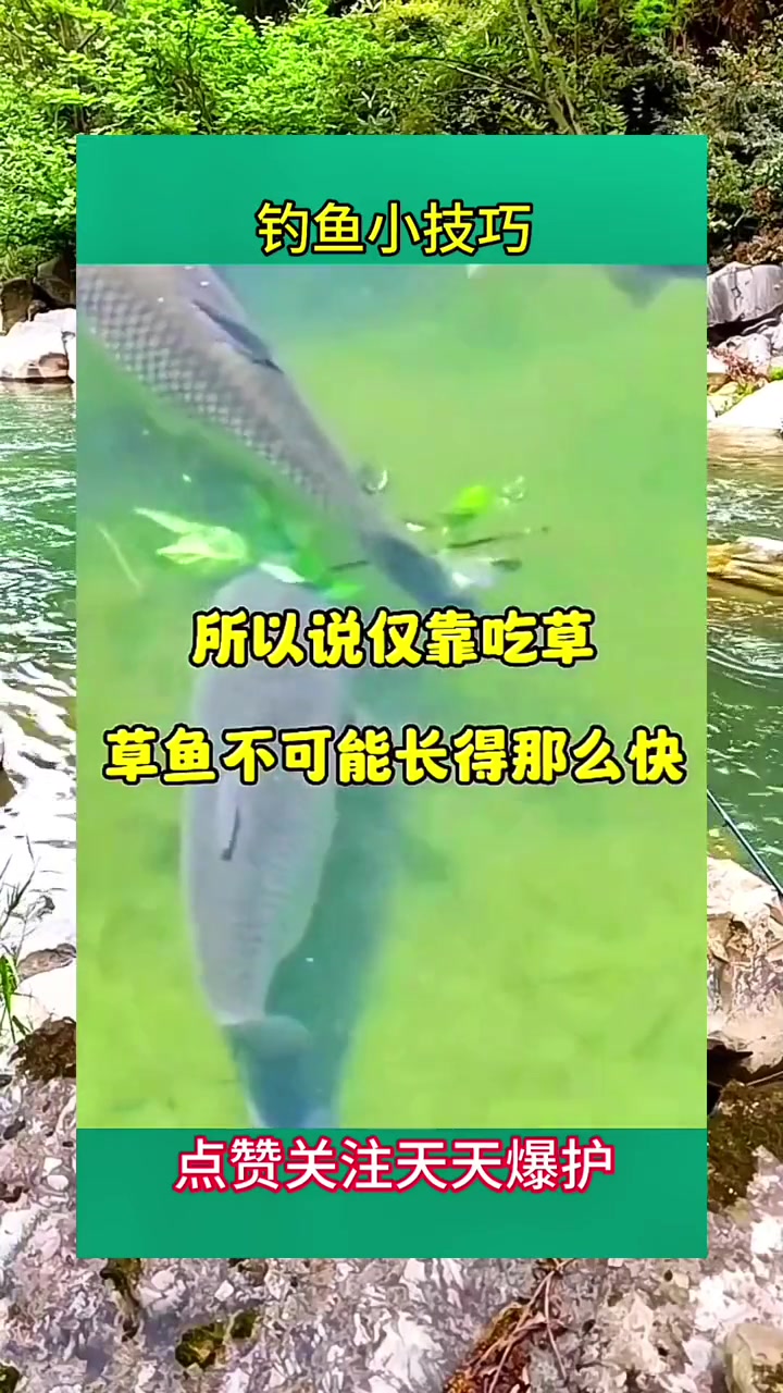 草鱼只吃草吗,你一定错了 钓鱼 钓鱼人 钓鱼技巧 钓鱼知识 钓鱼的乐趣只有钓鱼人懂