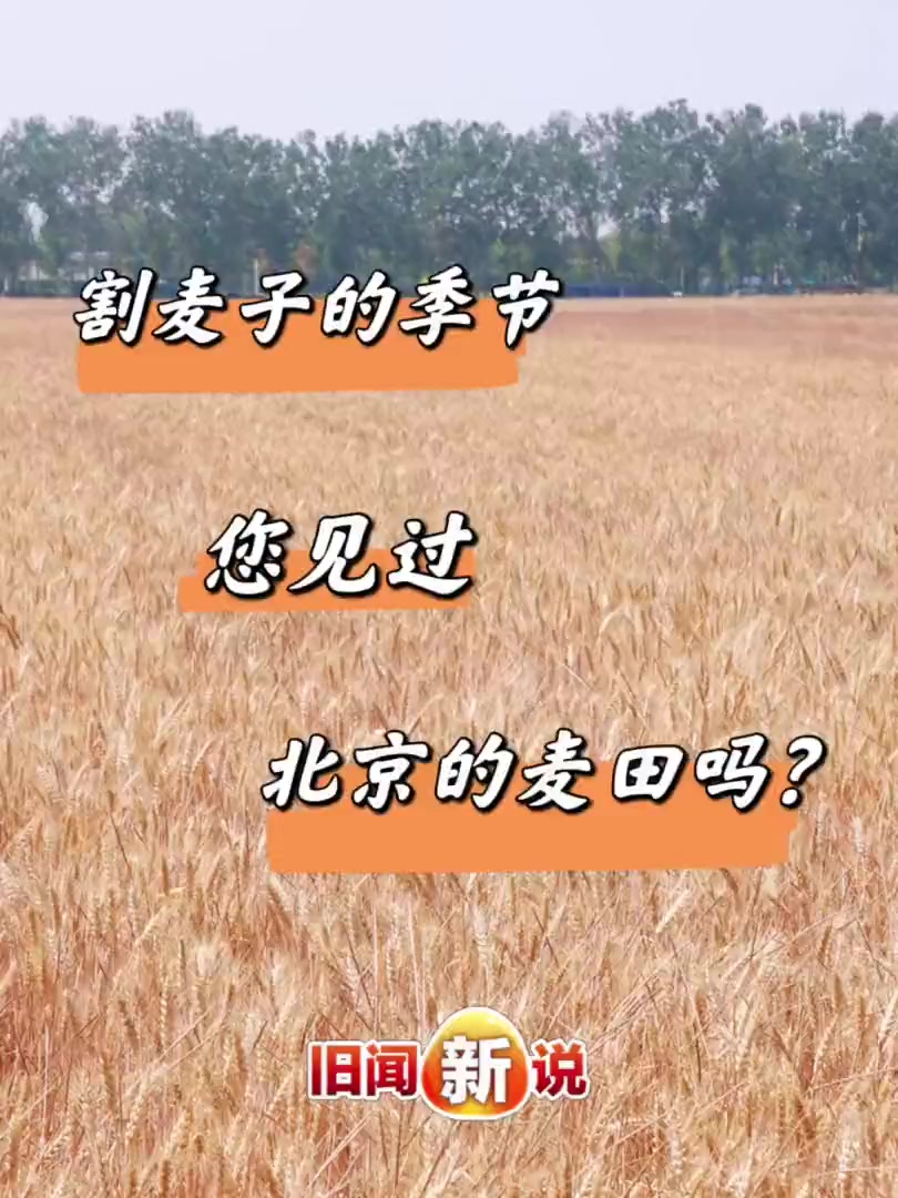 旧闻新说|割麦子的季节,您见过北京的麦田吗?