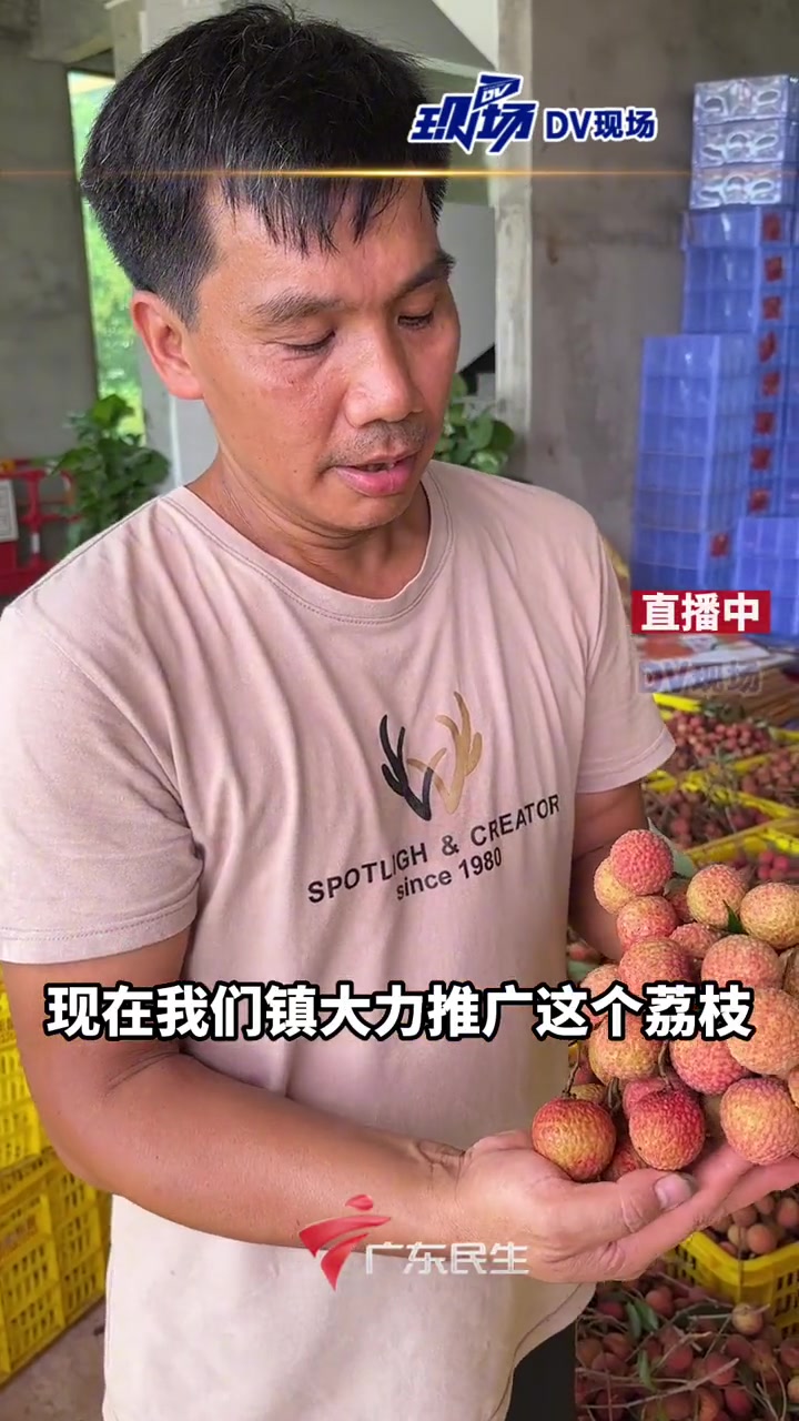 广东罗定有一种小众的荔枝品种,爽脆多汁,甜中微酸,这便是泷州荔:水囊,进入直播间,体验采摘
