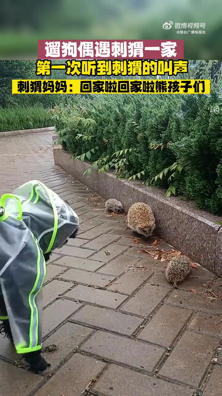 「遛狗偶遇刺猬一家,第一次听到刺猬的叫声」6月20日,山东烟台。遛狗偶遇刺猬遛娃,原来刺猬