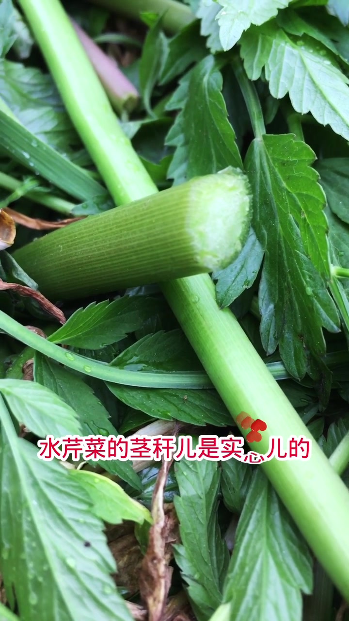 药食两用的野生水芹菜