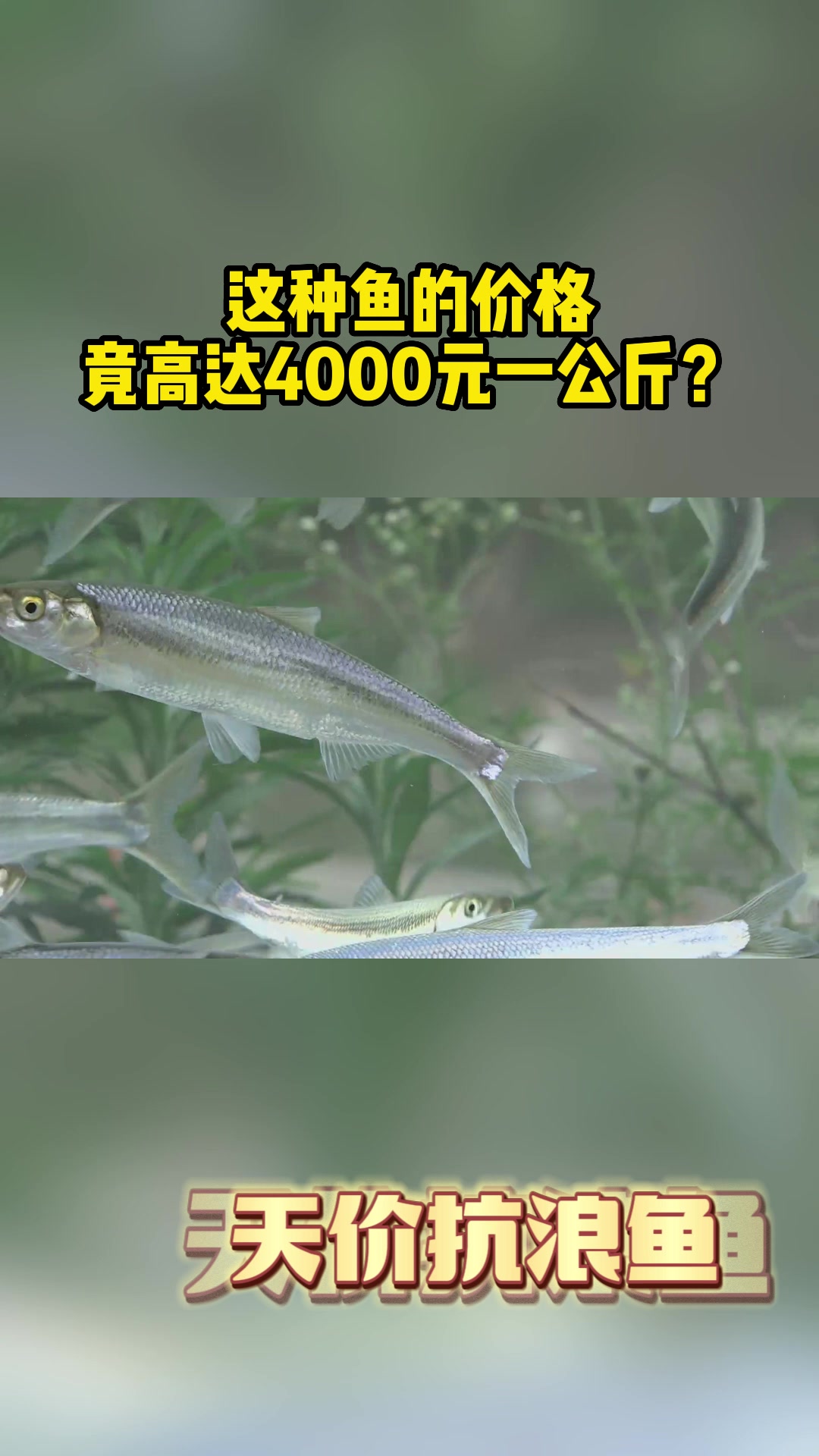 这种鱼的价格竟高达4000元一公斤?