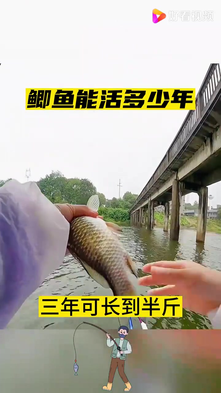 钓鲫鱼提倡留大放小
