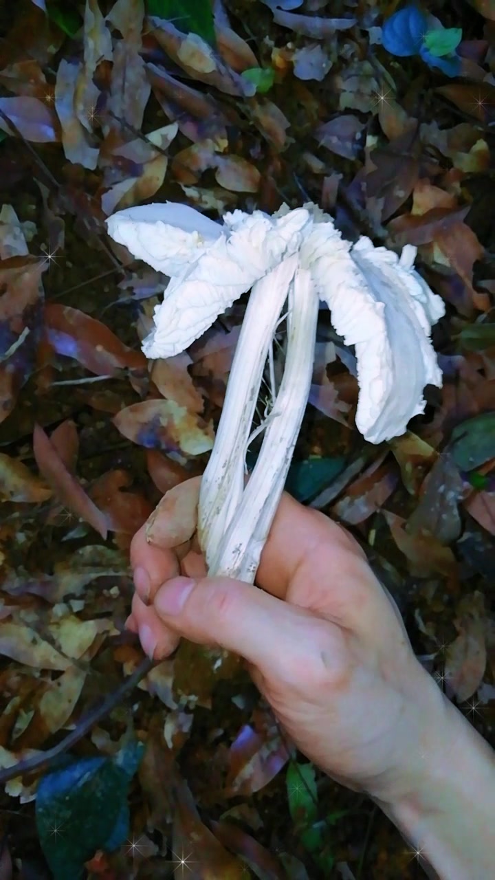 白色独脚鸡枞艺术造型非常美
