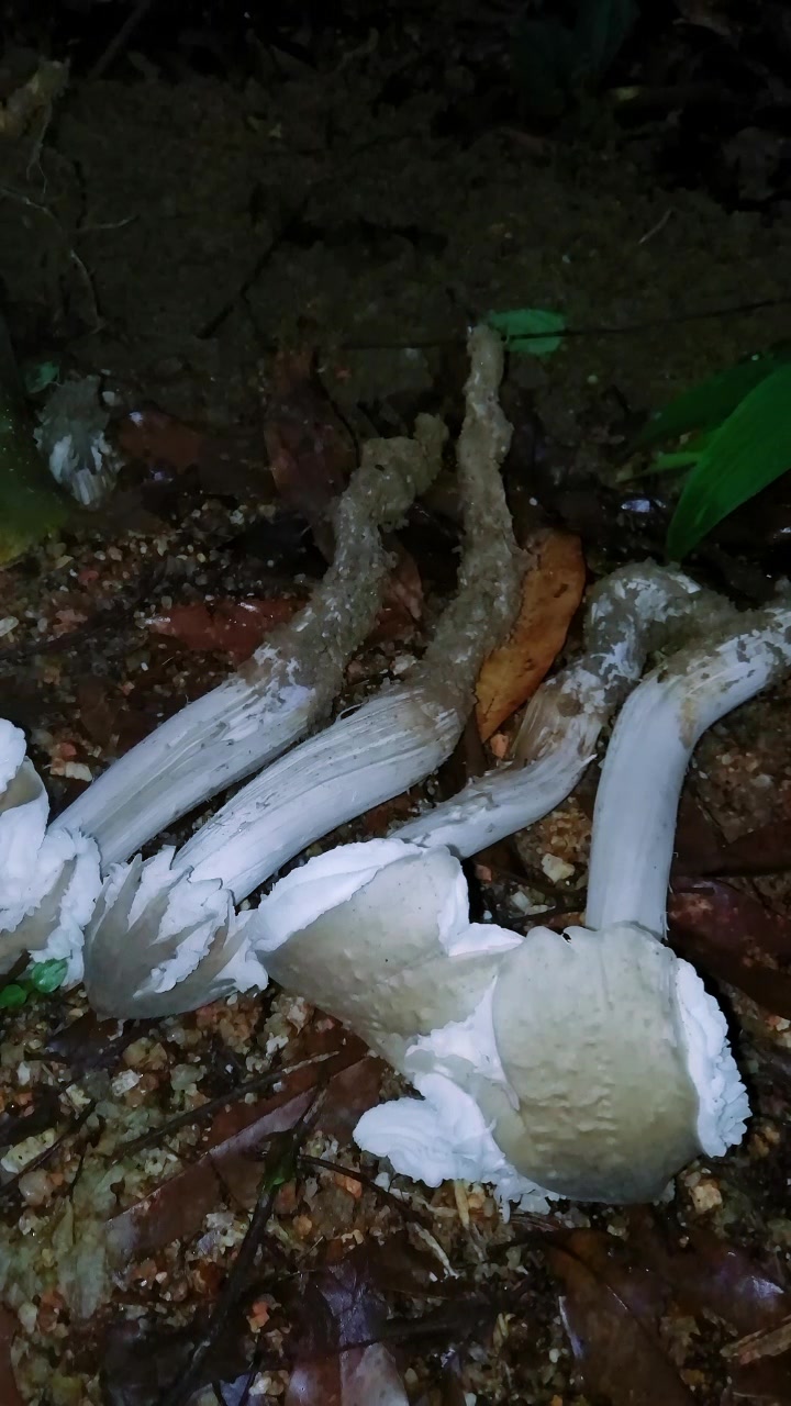 独脚鸡枞精简视频