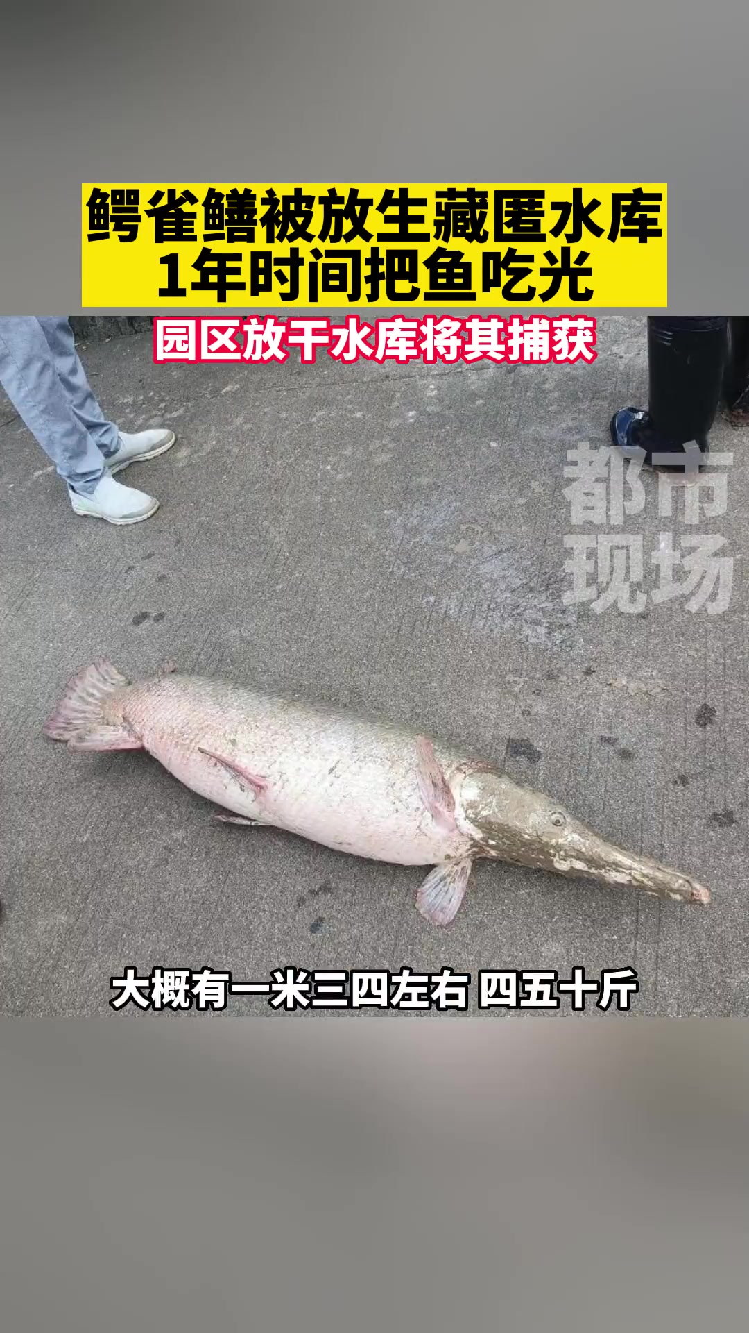6月21日采访,广东中山。鳄雀鳝被放生藏匿水库,1年时间把鱼吃光!近50斤鳄雀鳝藏匿水库一