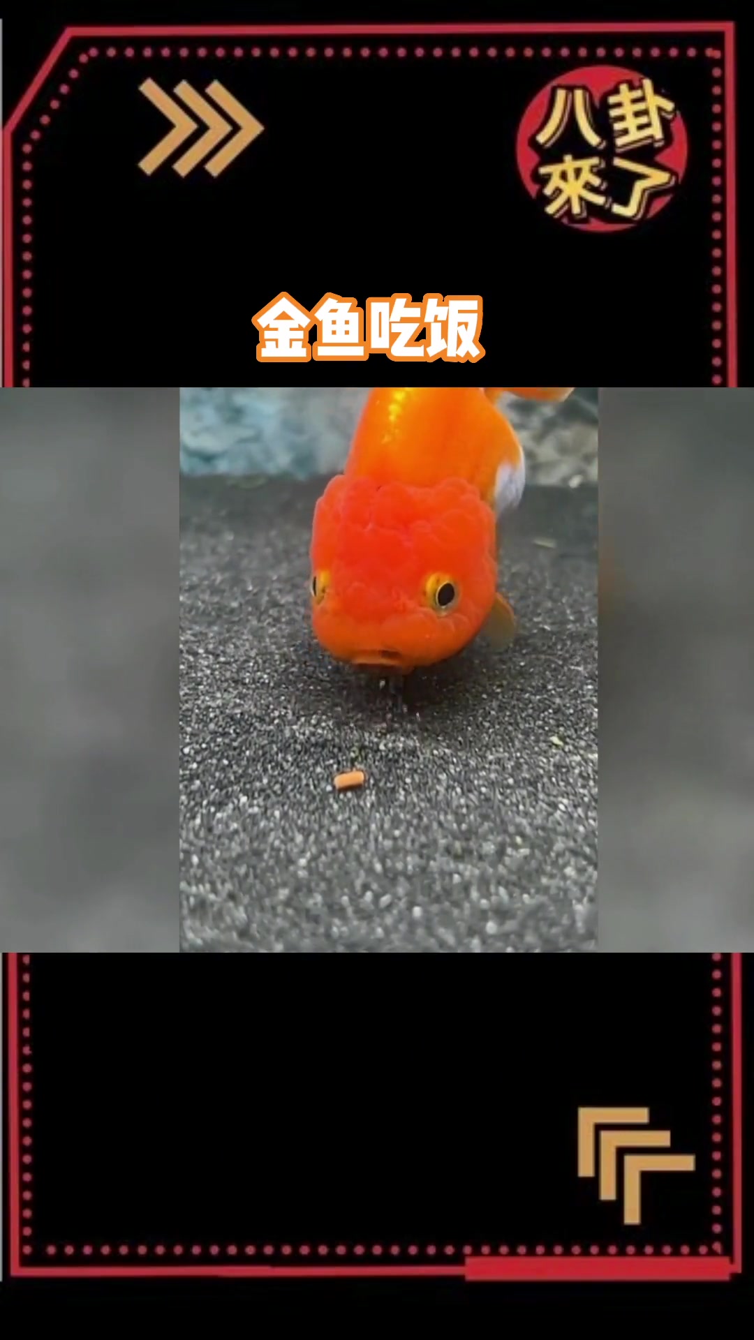 金鱼吃饭,好可爱啊
