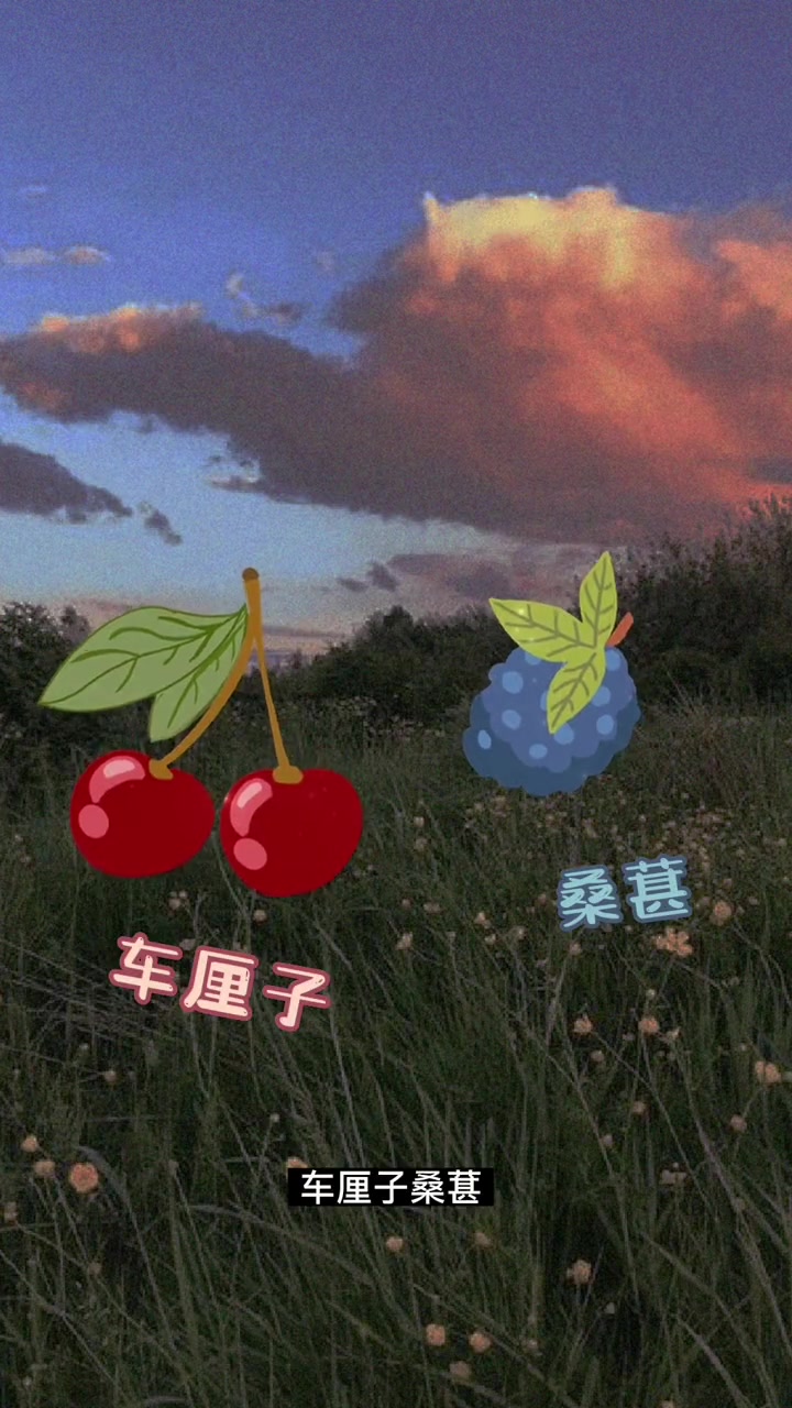 We Spirit星鸟·琼瑶浆风土·干红一起开瓶吧,“风土”真的很惊艳 葡萄酒 琼瑶浆 南