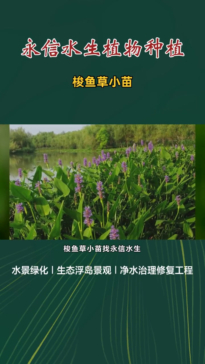 梭鱼草小苗 梭鱼草小苗