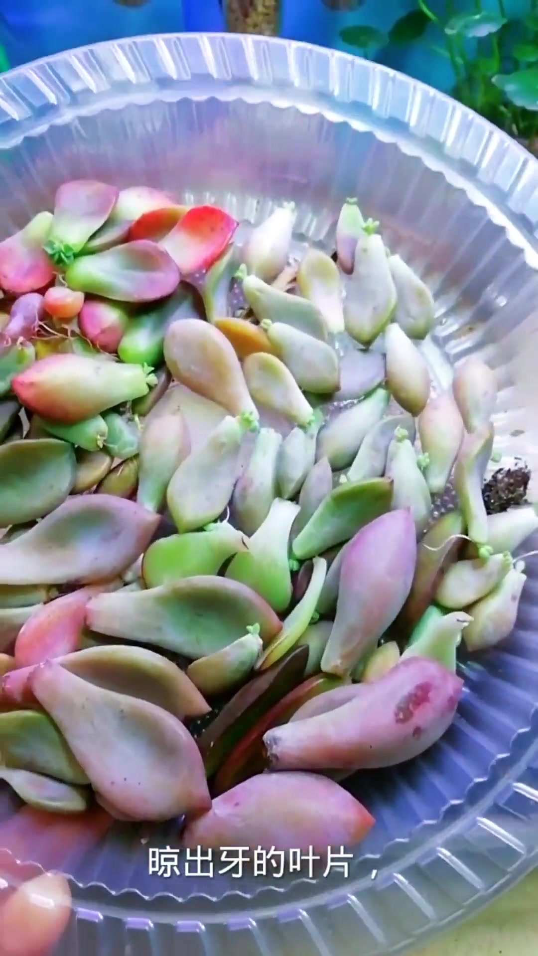 多肉的简单叶插方法 家庭养花 种植小技巧 多肉植物