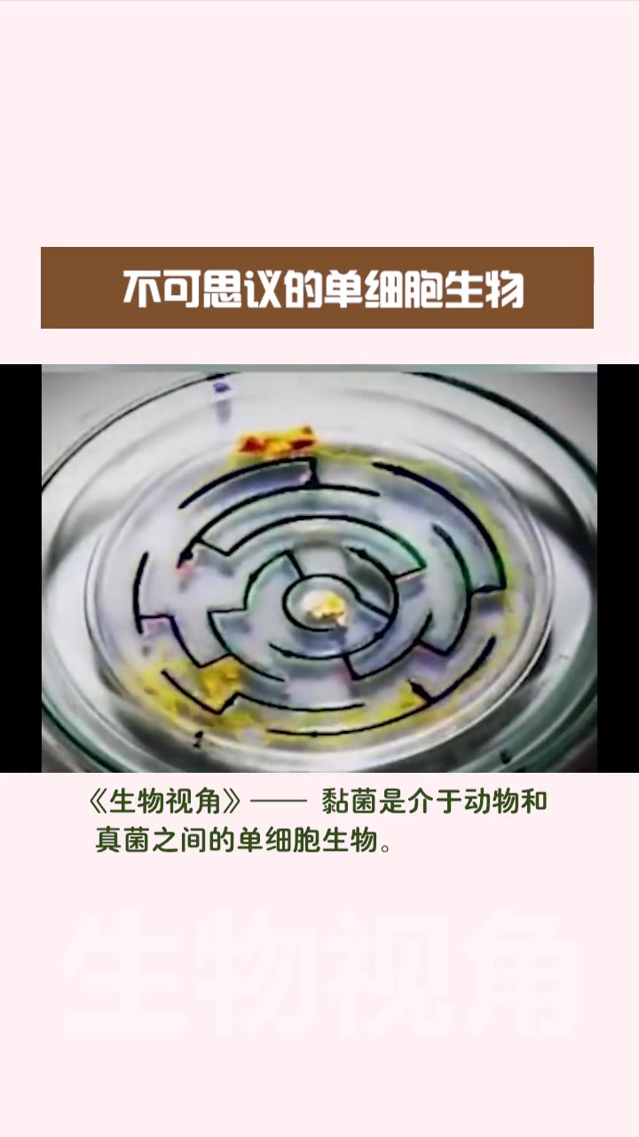 生物 自然 你见过这么大的单细胞生物吗?它的基因可以排列组合出720种性别,不可思议!