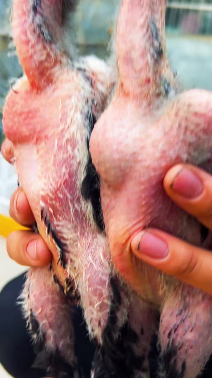 精品斗鸡苗血统纯种正