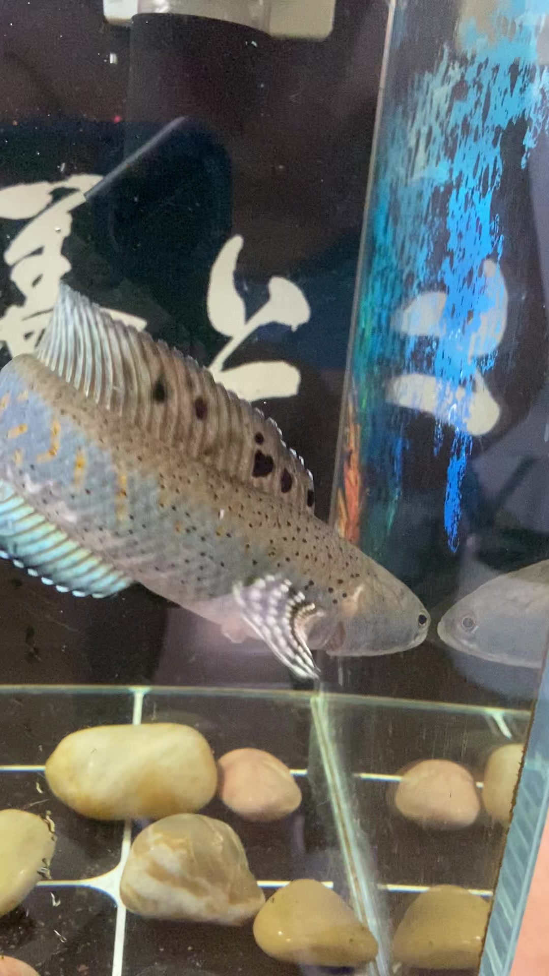 刚到家的幻红,帮忙看看公母……