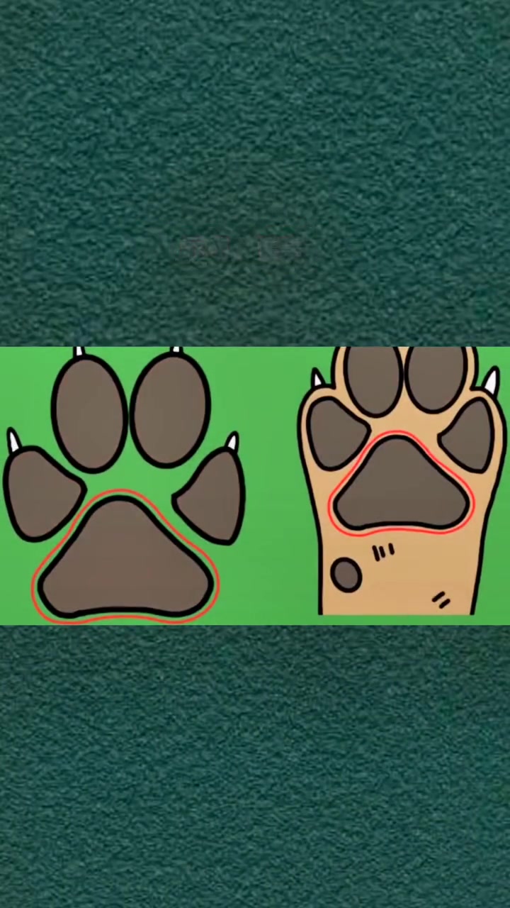 从狗狗脚肉垫看性格 萌宠出道计划 狗狗 萌宠