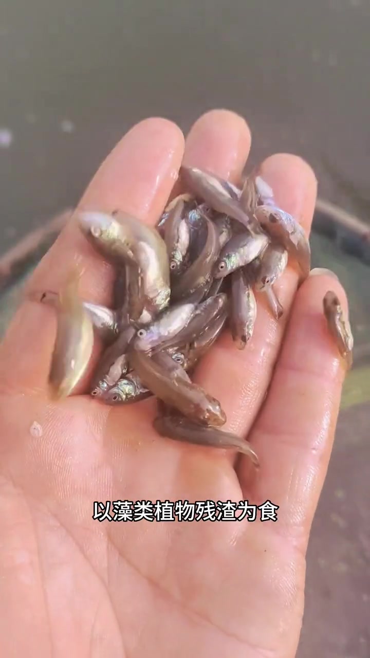 丁桂鱼苗几个月就可以出塘的鱼,一年能长到一斤多,肉质非常鲜嫩,可谓是烫火锅的首选 丁桂鱼苗