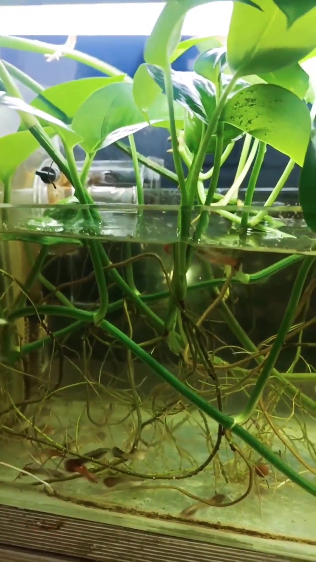 鱼缸里养绿萝 养花经验 水培植物